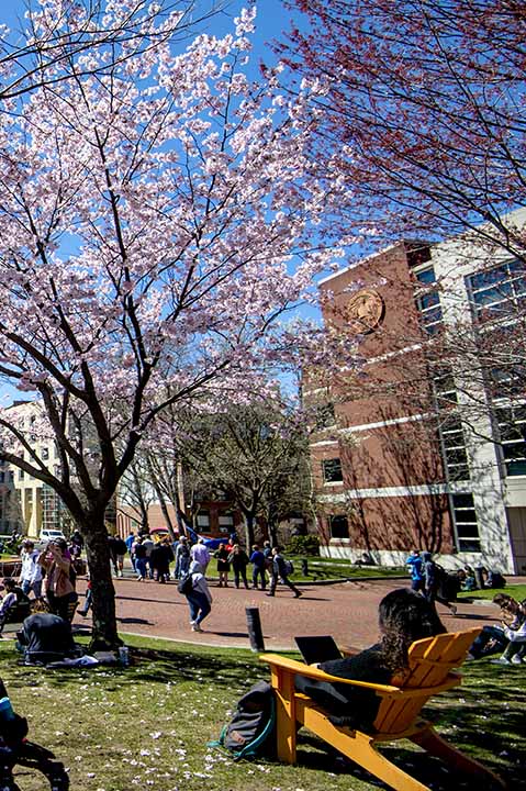 Students sitting in Centennial Common at Northeastern during Spring day with flowers on trees
