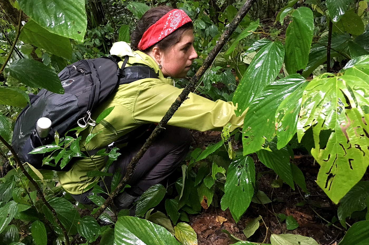 Studying How Lizards Adapt to Climate Change